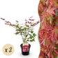 Japanischer Ahorn - Acer palmatum Beni Maiko - Rot - 2 Pflanzen - Laubabwerfend - Topf 19cm Höhe 70cm