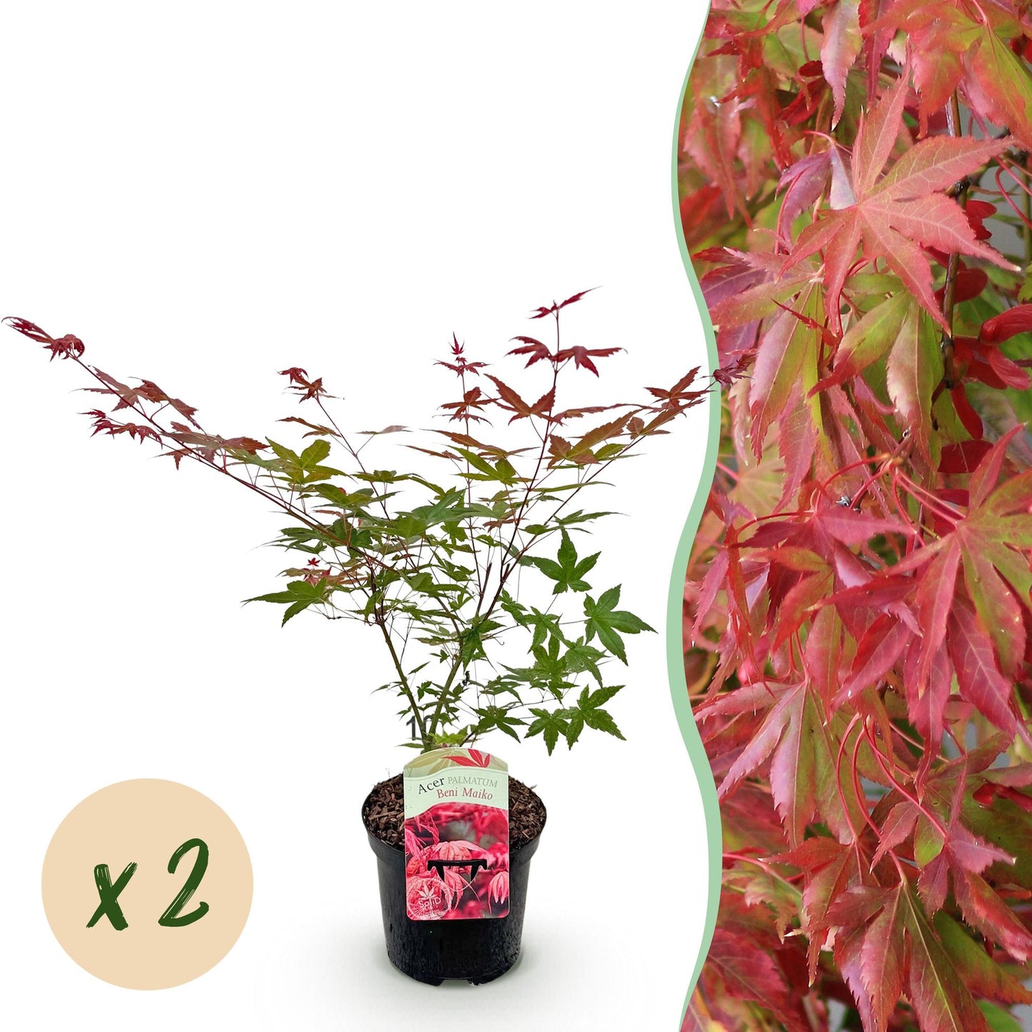 Japanischer Ahorn - Acer palmatum Beni Maiko - Rot - 2 Pflanzen - Laubabwerfend - Topf 19cm Höhe 70cm