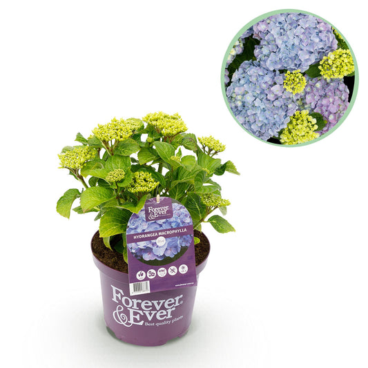 Hortensie - Hydrangea Forever & Ever - Blau - 7-12 Blumen - Topf 23cm Höhe 55cm