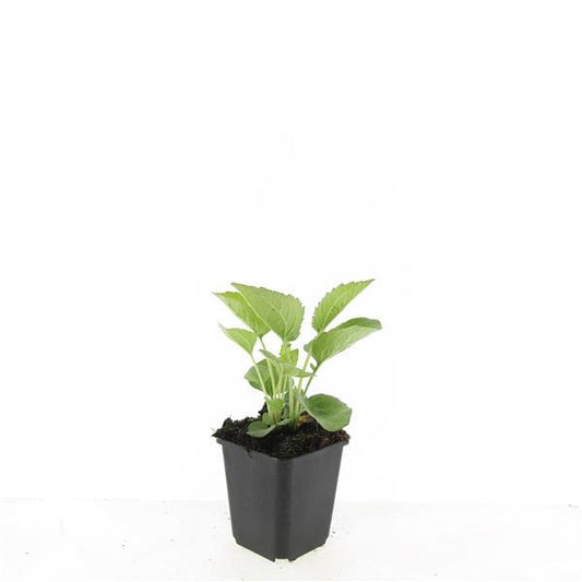 Purpur Sonnenhut - 48x Echinacea p. 'Magnus' - ↕10-25cm - Ø9cm