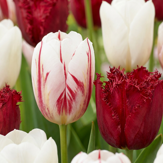 30x Tulipa Dutch Design - Tulip Dutch Design - Pink and White - Spring bloomer