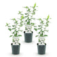 Hibiscus syriacus Red Heart - Garden Hibiscus - Hardy - White - Red - 3 Plants - Pot 17cm - Height 45cm