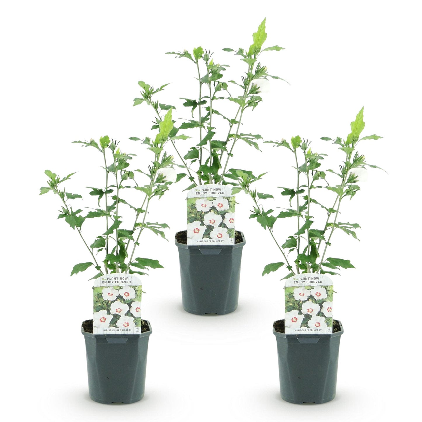 Hibiscus syriacus Red Heart - Garden Hibiscus - Hardy - White - Red - 3 Plants - Pot 17cm - Height 45cm