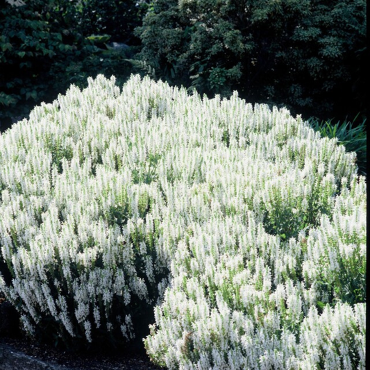Steppen Salbei - 6x Salvia n. 'Schneehugel' - ↕10-25cm - Ø9cm