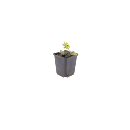 12x Geranium sanguineum - ↕10-25cm - Ø9cm