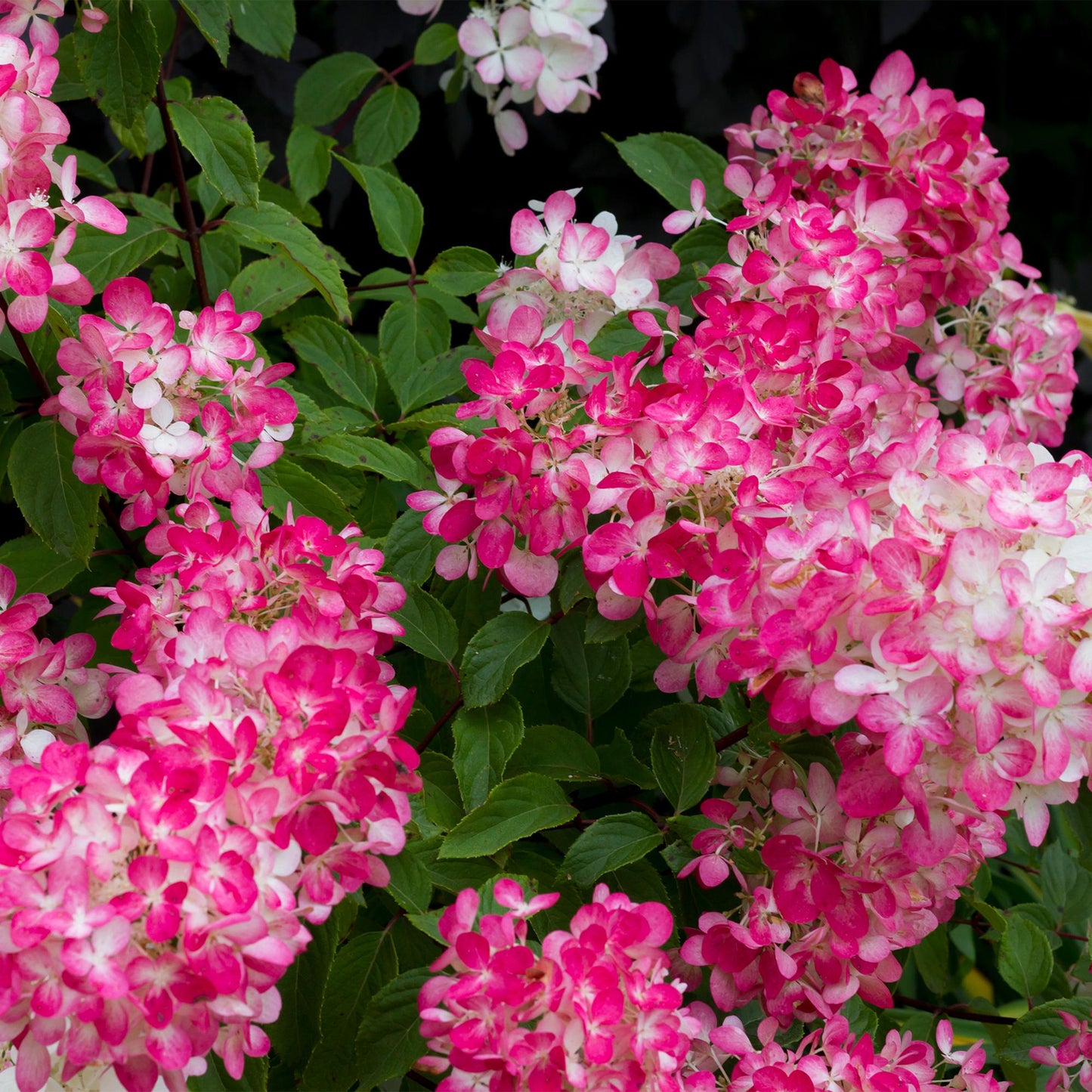 Rispen Hortensie - Hydrangea panniculata Pink Diamond - Blüte Weiß Rosa - 1 Pflanze - Laubabwerfend - Große Blüten - Topf 17cm Höhe 50cm