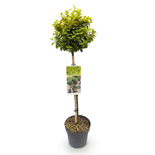 Stamm Pflanze - Euonymus fortunei Emerald n Gold - Terrassen Pflanze - Immergrün - Winterhart - Grün-Gelbe Blätter - Topf 19cm Höhe 90cm