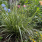 Ziergräser - Carex morrowii Ice Dance - Weiß & Grün - 2 Pflanzen - Immergrün - Wenig Pflege - Topf 17cm Höhe 50cm