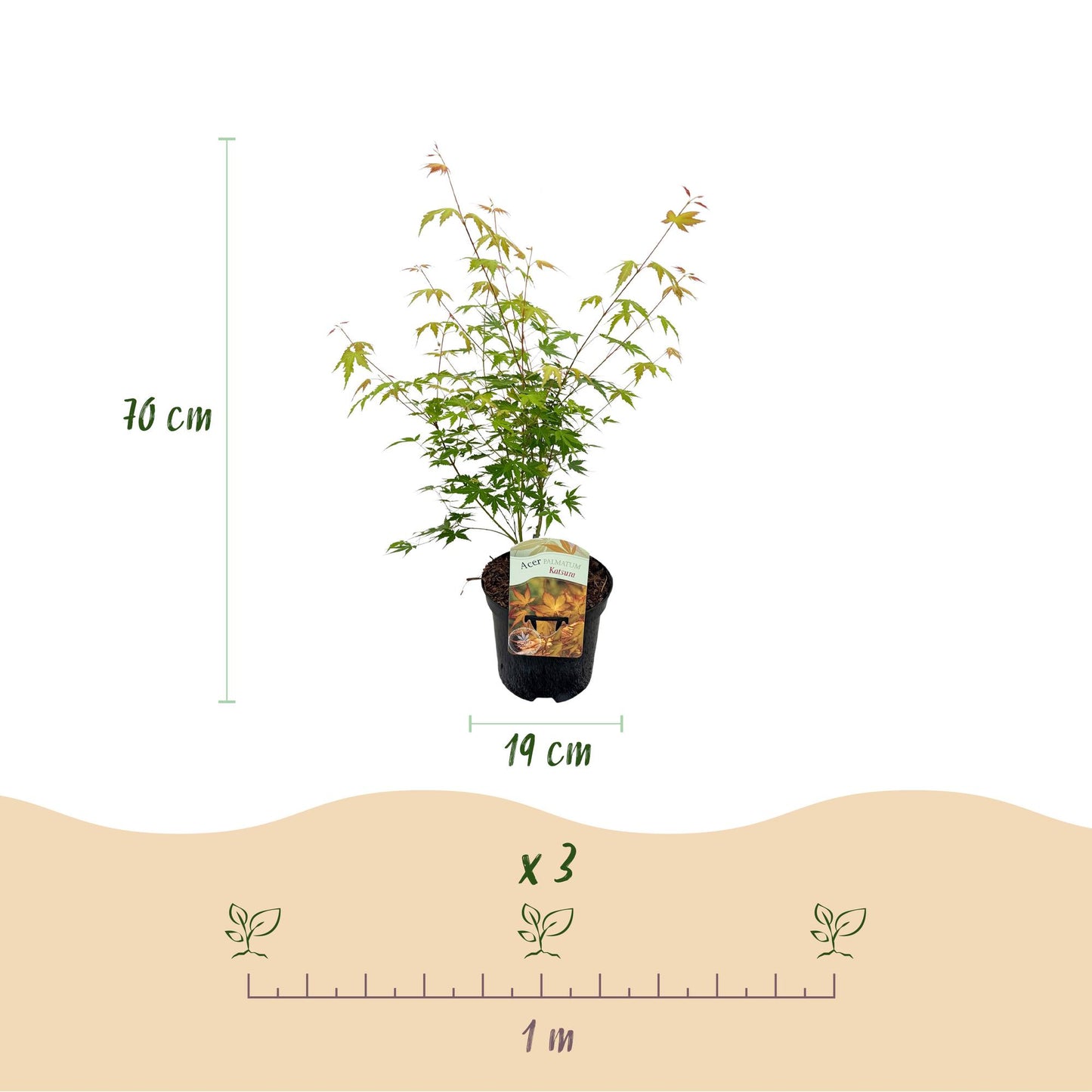 Japanischer Ahorn - Acer palmatum Katsura - Orange - 1 Pflanze - Laubabwerfend - Topf 19cm Höhe 70cm