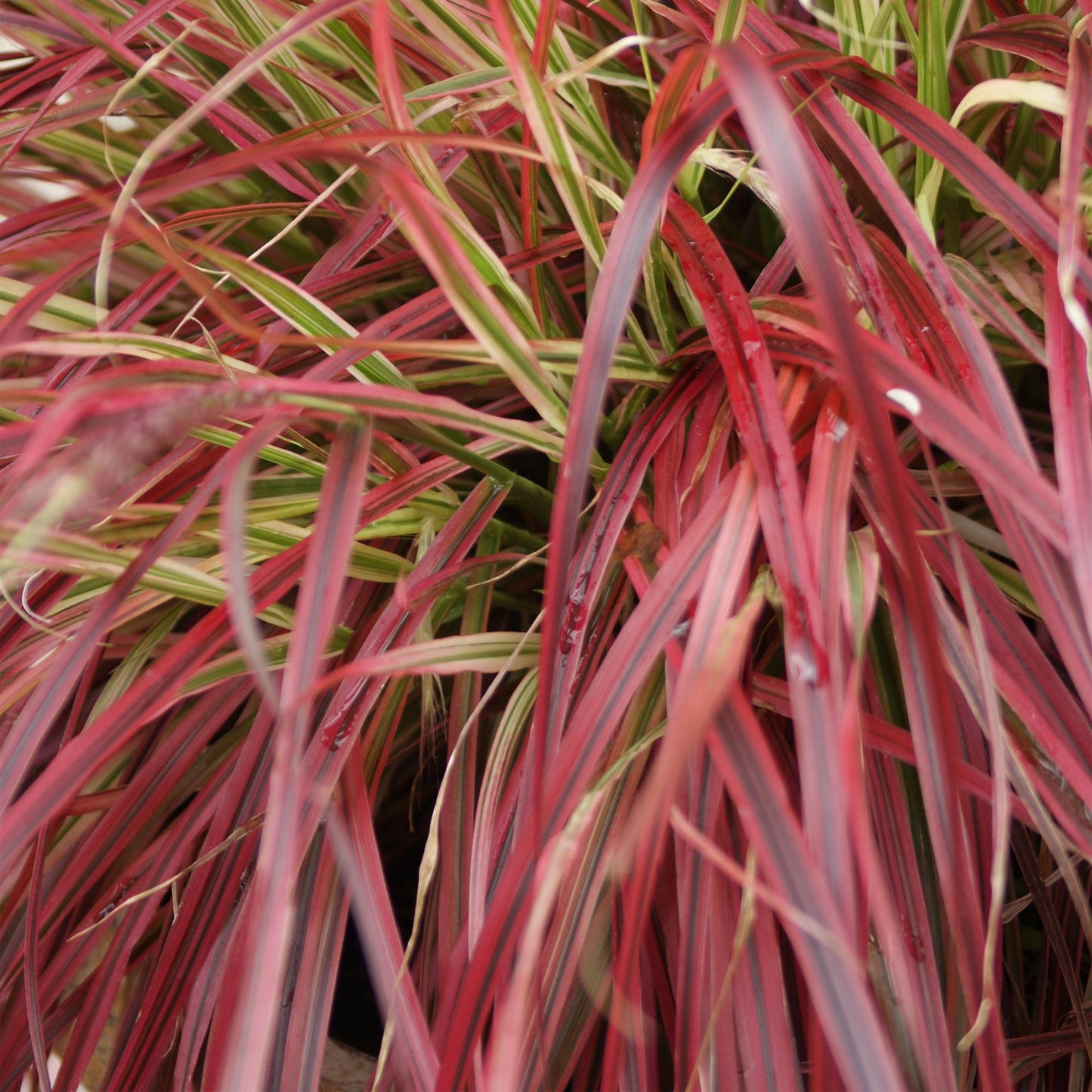 Ziergräser - Uncinia rubra Everflame - Rot - 2 Pflanzen - Immergrün - Wenig Pflege - Topf 17cm Höhe 50cm