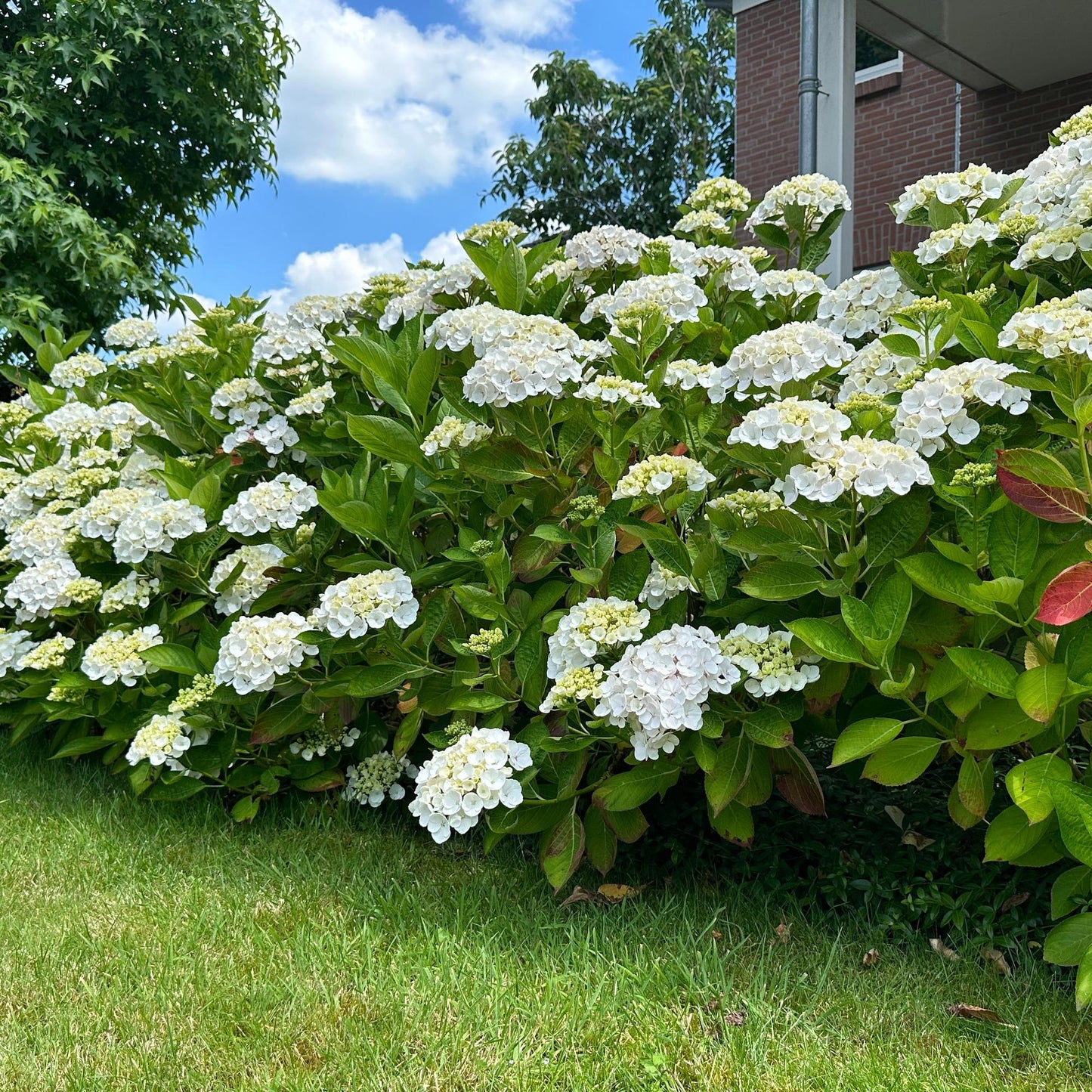 Hortensie - Hydrangea macrophylla Weiß - Blüte Weiß  - 3 Pflanzen - 1 m2 - Laubabwerfend - Wenig Pflege - Topf 17cm Höhe 30cm