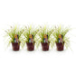 Ziergräser - Carex oshimensis Everillo - Gelb - 4 Pflanzen - Immergrün - Wenig Pflege - Topf 17cm Höhe 50cm