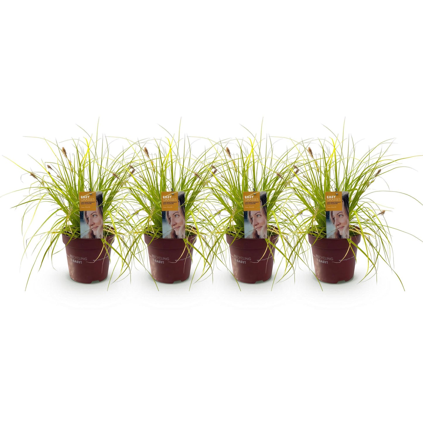Ziergräser - Carex oshimensis Everillo - Gelb - 4 Pflanzen - Immergrün - Wenig Pflege - Topf 17cm Höhe 50cm