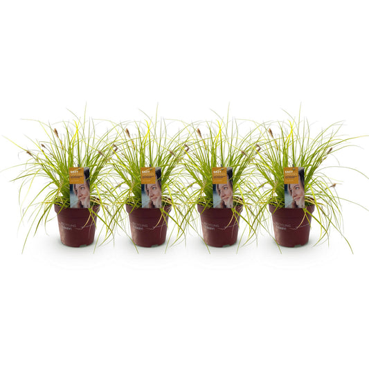 Ziergräser - Carex oshimensis Everillo - Gelb - 4 Pflanzen - Immergrün - Wenig Pflege - Topf 17cm Höhe 50cm