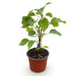 Hydrangea arborescens Annabelle - Hortensie - Winterhart - Weiß - 1 Pflanze - Topf 12cm - Höhe 20-30cm