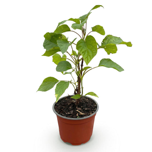 Hydrangea arborescens Annabelle - Hortensie - Winterhart - Weiß - 1 Pflanze - Topf 12cm - Höhe 20-30cm