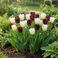 60x Tulipa Breakdance mix - Miscellaneous - Spring bloomer