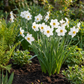 40x Narcissus Recurvus - Pheasant's Eye Narcissus - White - Spring bloomer