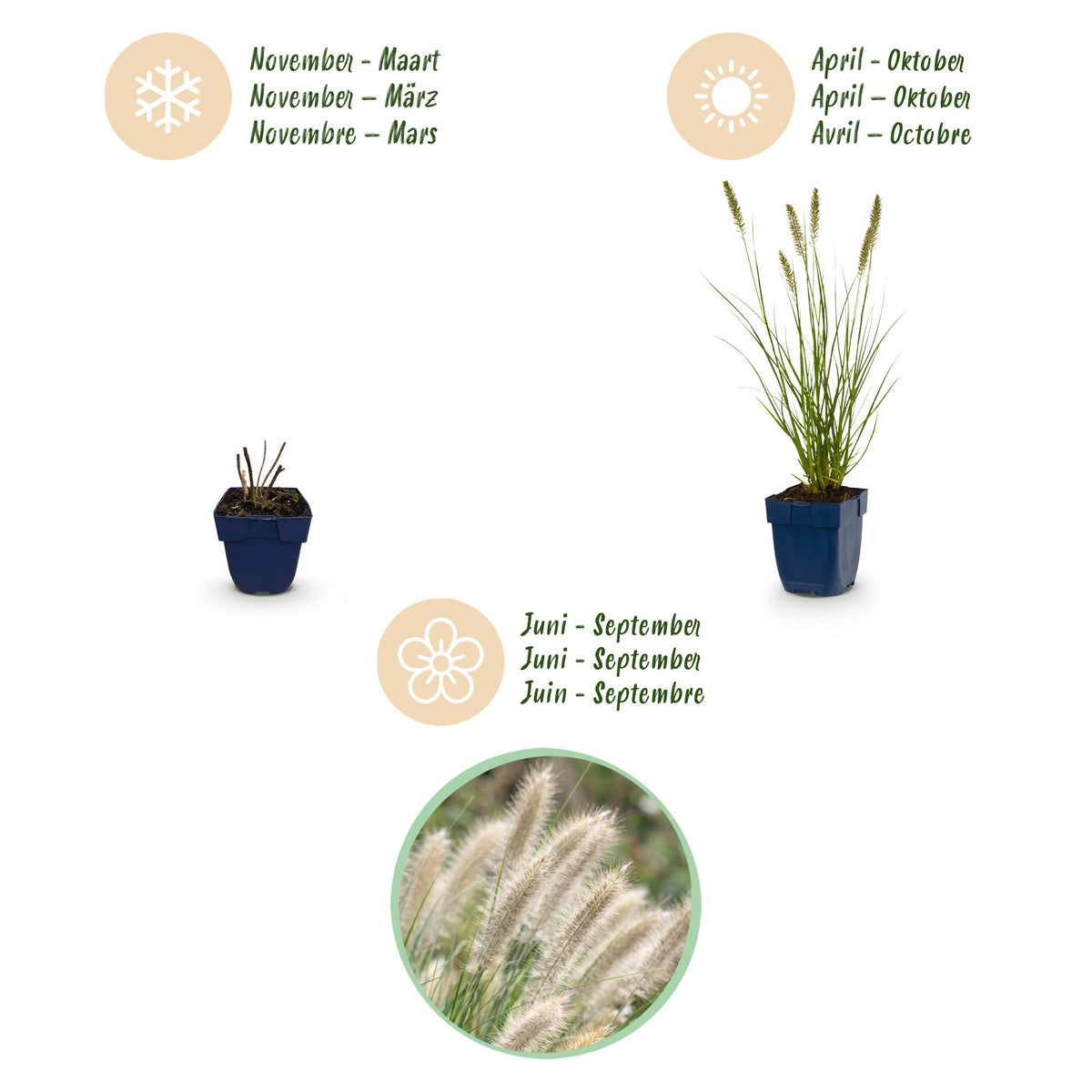 Gras - Pennisetum alop. Hameln - Lampenputzergras - Mit Plume - Grün - 24 Pflanzen - Topf 11cm - Höhe 15-25cm