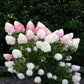Hydrangea panniculata Living Pink & Rose - Rispenhortensie - Winterhart - Rosa - 1 Pflanze - Topf 12cm - Höhe 20-30cm