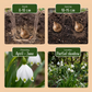 40x Leucojum Aestivum - Summer snowflake - White - Spring bloomer