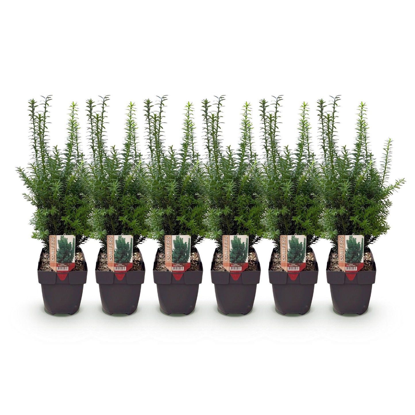 Heckenpflanzen - Taxus media Hilii - Blatt grün - 6 Pflanzen - 1 laufender Meter - immergrün - Topf 17cm Höhe 60cm