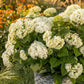Hydrangea arborescens FlowerWOW - Hortensie - Winterhart - Weiß - 1 Pflanze - Topf 14cm - Höhe 20-30cm