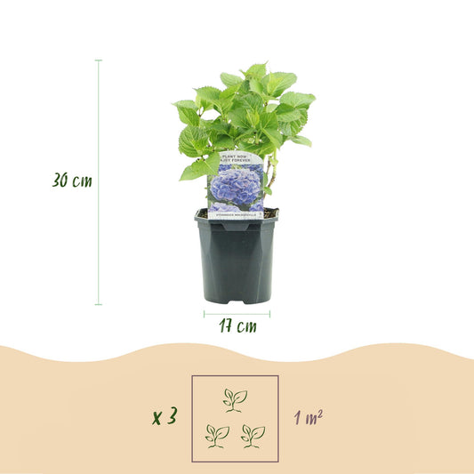 Hortensie - Hydrangea macrophylla Blau - Blüte Blau - 3 Pflanzen - 1m2 - Laubabwerfend - Wenig Pflege - Topf 17cm Höhe 30cm