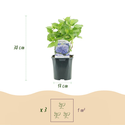Hortensie - Hydrangea macrophylla Blau - Blüte Blau - 3 Pflanzen - 1m2 - Laubabwerfend - Wenig Pflege - Topf 17cm Höhe 30cm