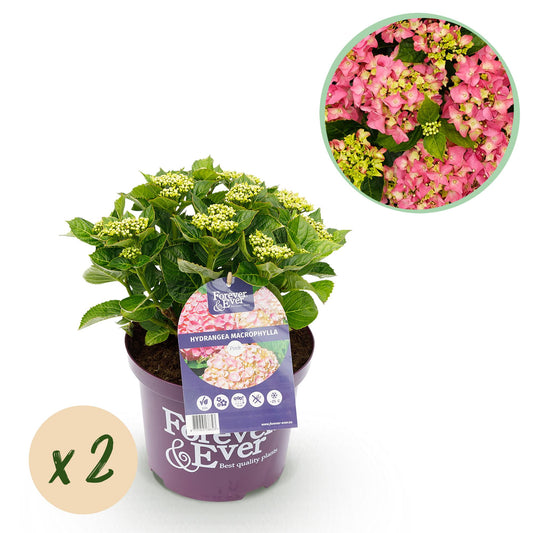 Hortensie - Hydrangea Forever & Ever - Rosa - 7-12 Blumen - 2 Pflanzen - Topf 23cm Höhe 55cm