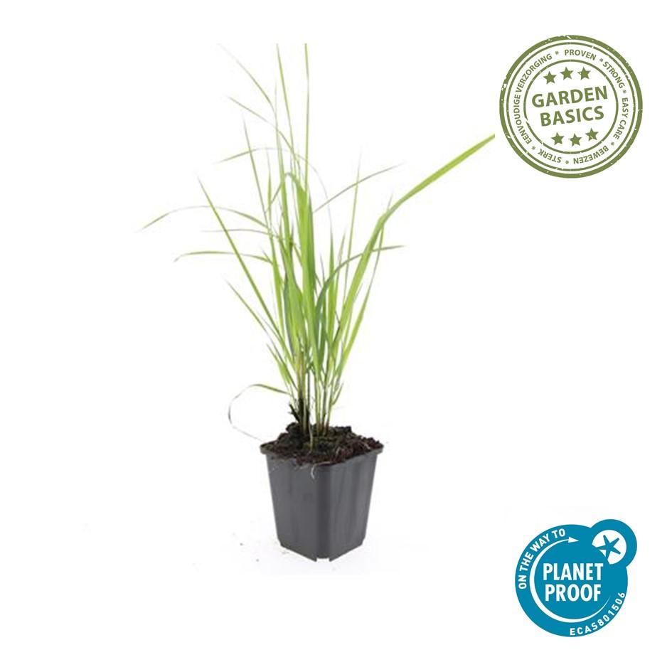 Calamagrostis acut. 'Karl Foerster'  - 24x - ↕10-25cm - Ø9cm
