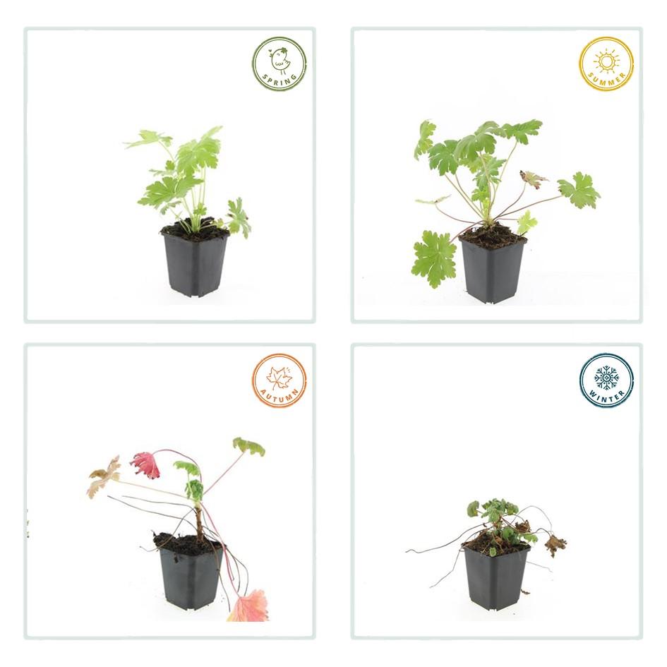 24x Geranium macr. 'Ingwersen's Var.' - ↕10-25cm - Ø9cm