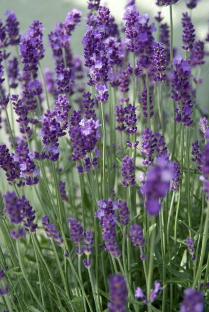 Lavandula ang. 'Dwarf Blue' - ↕10-25cm - Ø9cm - 24x