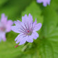 48x Geranium nodosum - ↕10-25cm - Ø9cm