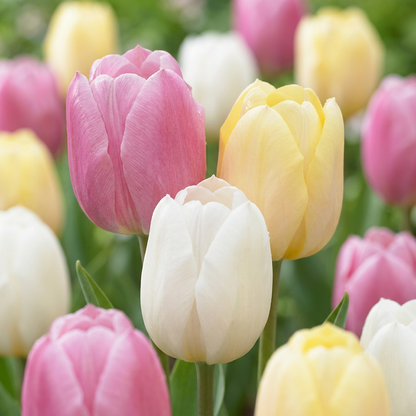 24x Tulipa Sorbet mix - Sorbet mix tulip - Miscellaneous - Spring bloomer