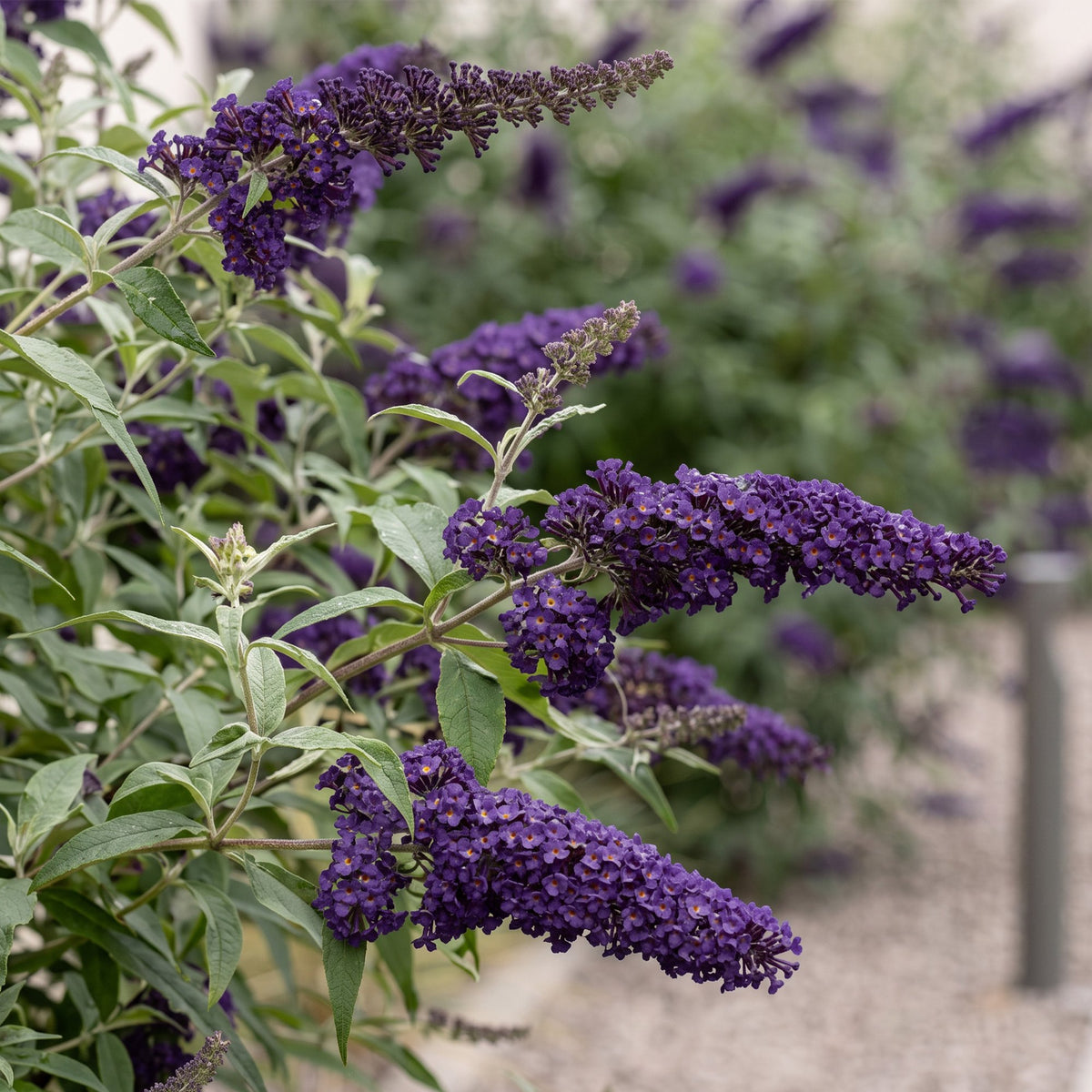 Schmetterlingsstrauch- Buddleja davidii Black Night - Winterhart - Lila - 1 Pflanze - Topf 17cm - Höhe 45cm
