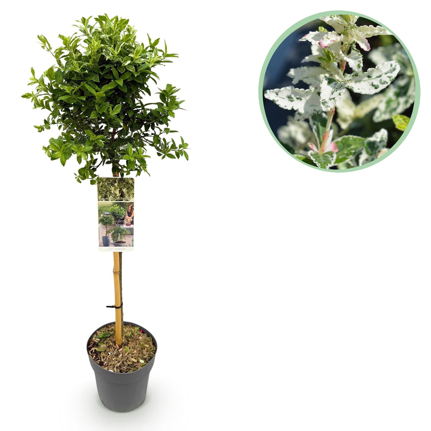 Stamm-Pflanze - Euonymus fortunei Harlequin - Terrassenpflanze - Immergrün - Winterhart - Grün-Weiße Blätter - Topf 19cm Höhe 90cm