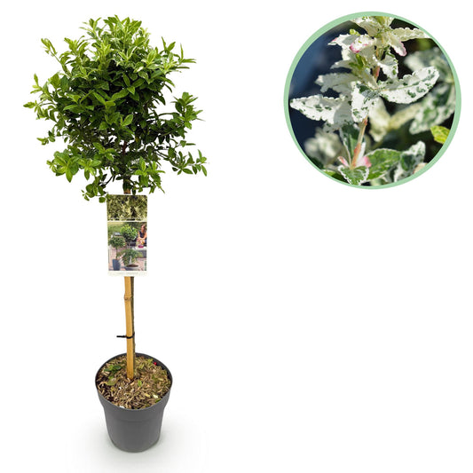 Stamm-Pflanze - Euonymus fortunei Harlequin - Terrassenpflanze - Immergrün - Winterhart - Grün-Weiße Blätter - Topf 19cm Höhe 90cm