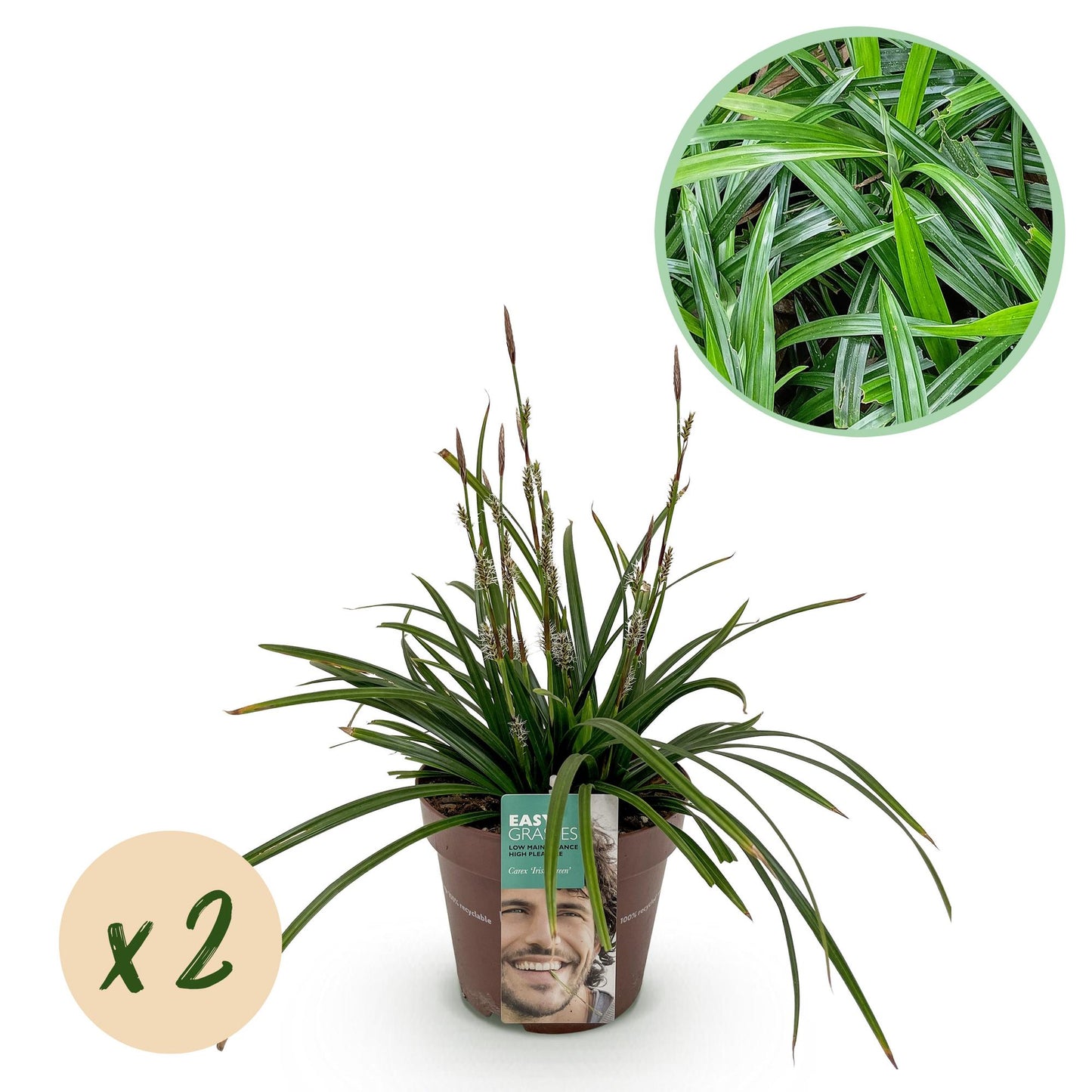 Ziergräser - Carex morrowii Irish Green - Grün & Gelb - 2 Pflanzen - Immergrün - Pflegeleicht - Topf 17cm Höhe 50cm