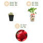 Obstpflanzen - Erdbeere - Fragaria Elsanta - Winterhart - 3 Pflanzen - Topf 9 cm - Rote Erdbeere