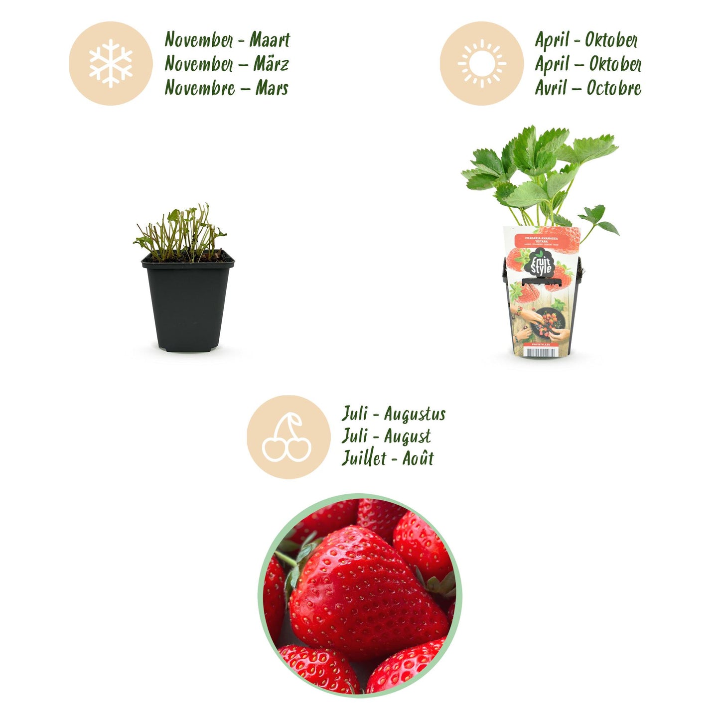 Obstpflanzen - Erdbeere - Fragaria Elsanta - Winterhart - 3 Pflanzen - Topf 9 cm - Rote Erdbeere