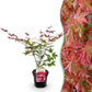 Japanischer Ahorn - Acer palmatum Beni Maiko - Rot - 1 Pflanze - Laubabwerfend - Topf 19cm Höhe 70cm