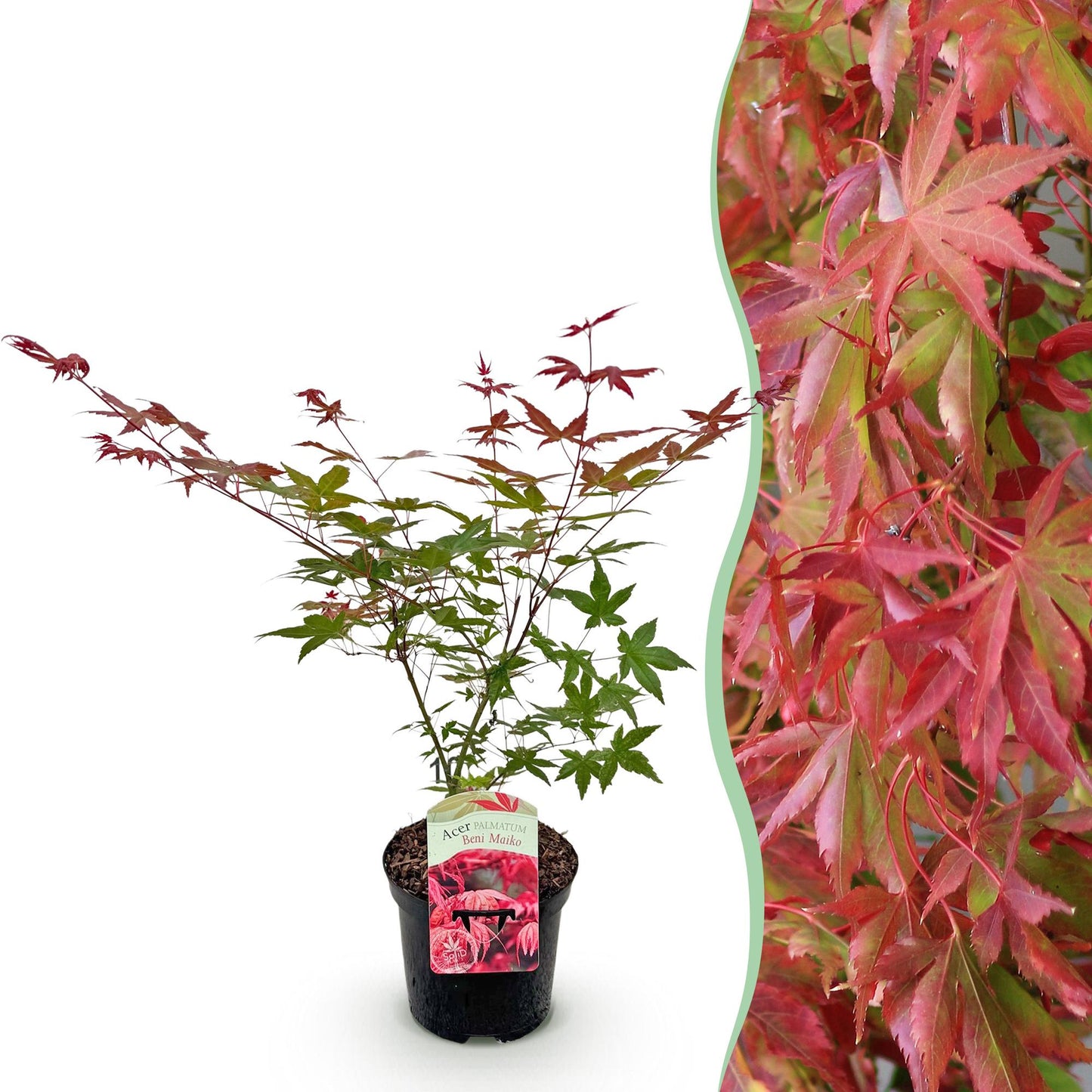 Japanischer Ahorn - Acer palmatum Beni Maiko - Rot - 1 Pflanze - Laubabwerfend - Topf 19cm Höhe 70cm