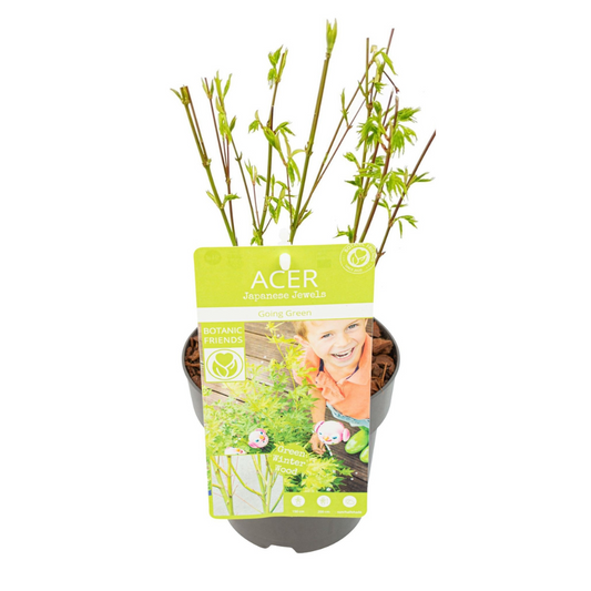 Japanischer Ahorn - Acer palmatum 'Going Green' - Ø15cm - ↕50cm