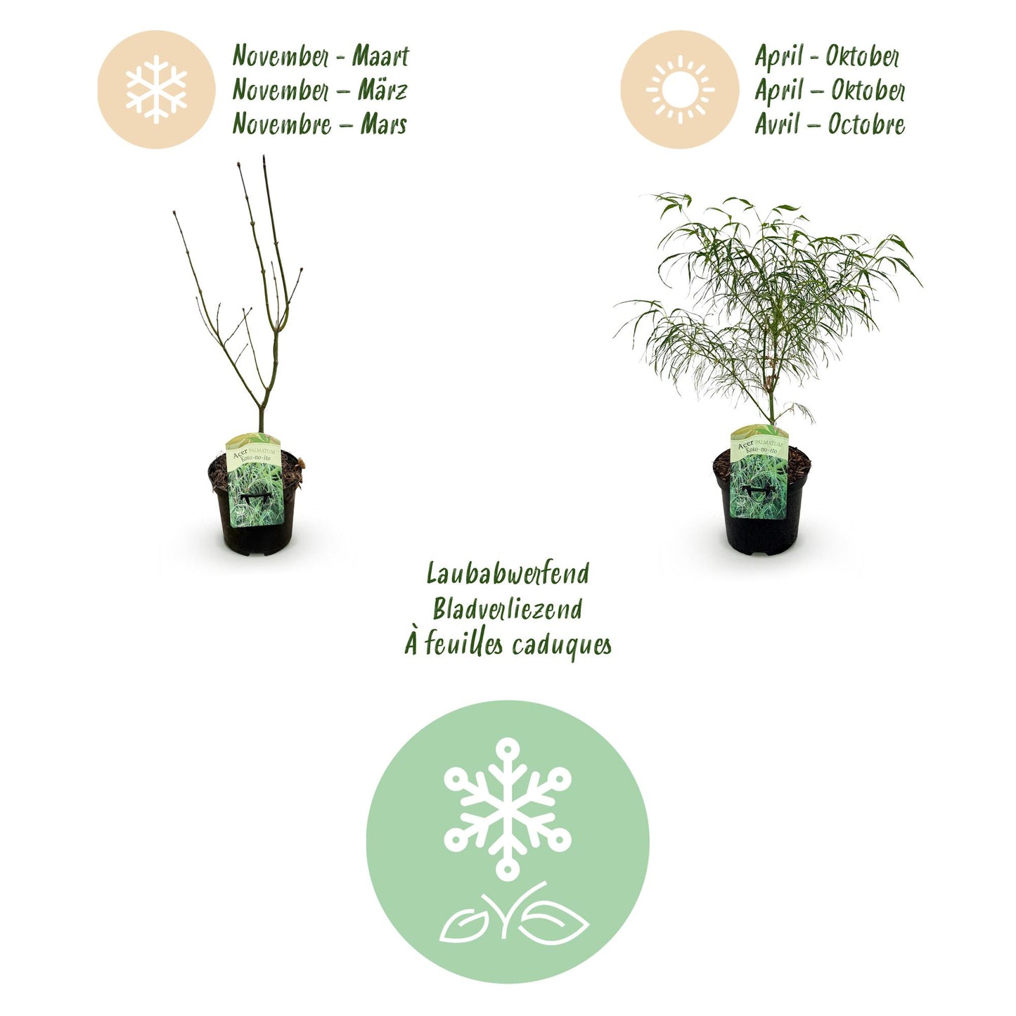 Japanischer Ahorn - Acer palmatum Koto-no-ito - Grün - 1 Pflanze - Laubabwerfend - Topf 19cm Höhe 70cm