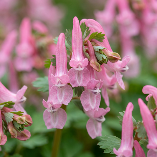 20x Corydalis Beth Evans - Lerchensporner Beth Evans - Weiß und Lila