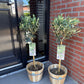 Olea Europaea - Terrassen Pflanze - Immergrün - Winterhart - Olivenfarbenes Blatt - Topf 19cm Höhe 90cm