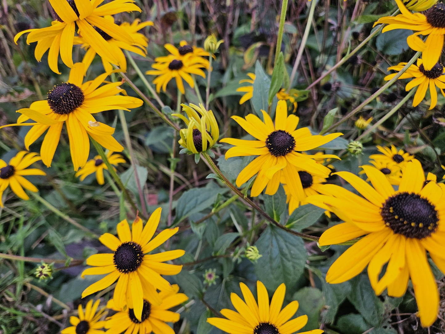 Rudbeckia fulgida 'Goldsturm' - ↕10-25cm - Ø9cm 24x