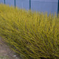 Cornus alba Flaviramea - Grüne Zweige - 1 Pflanze - Topf 17cm Höhe 45cm
