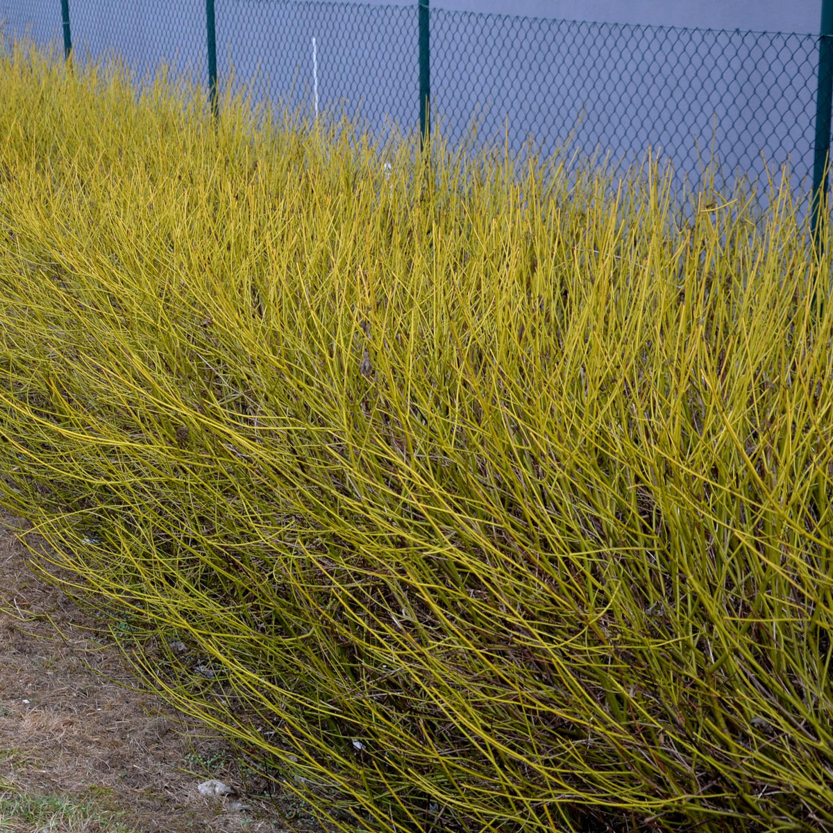 Cornus alba Flaviramea - Grüne Zweige - 1 Pflanze - Topf 17cm Höhe 45cm